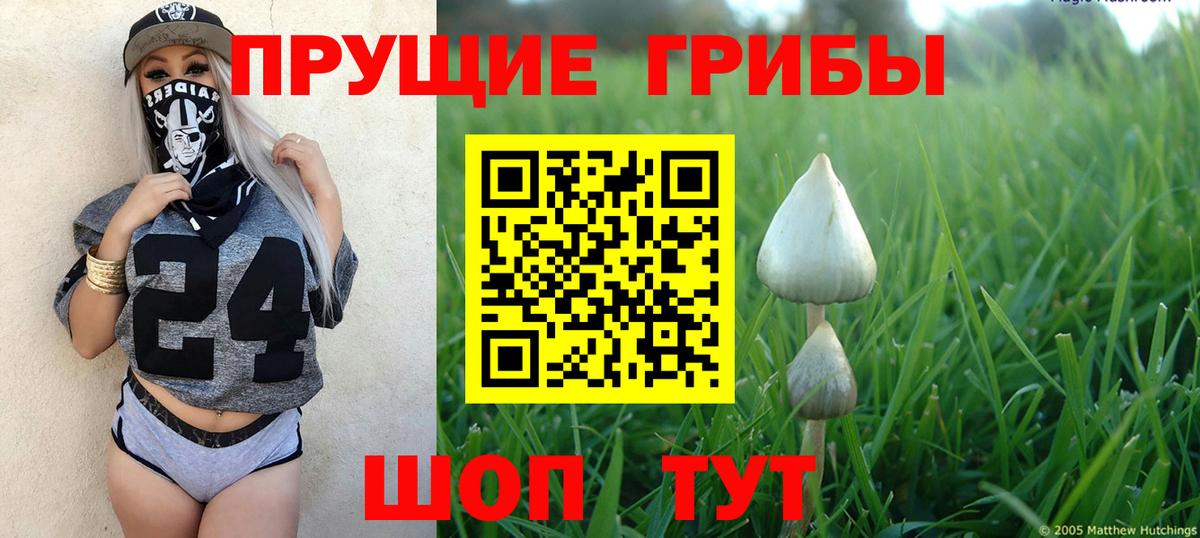 Каменка  Галлюциногенные грибы GOLDEN TEACHER  Вход с VPN  Псилоцибиновые грибы мицелий 